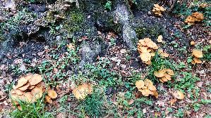 Beringter-Flaemmling_Gymnopilus-junonius_20261008_173210.jpg