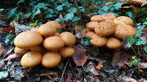 Beringter-Flaemmling_Gymnopilus-junonius_20261008_173231.jpg