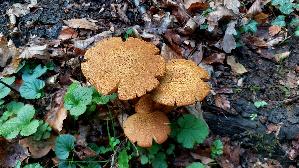 Beringter-Flaemmling_Gymnopilus-junonius_20261008_173421.jpg