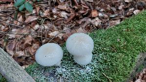 Beringter-Schleimruebling_Mucidula-mucida_20261004_171209.jpg