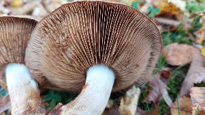 Beseideter-Dickfuss_Cortinarius-terribilis_20251016_115148.jpg