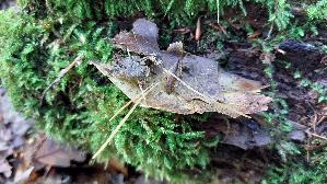 Binsenkeule_Typhula-filiformis_20261010_152150.jpg