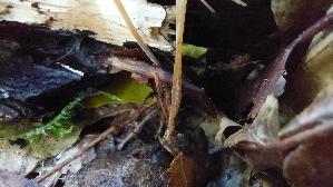 Binsenkeule_Typhula-filiformis_20261010_152306.jpg