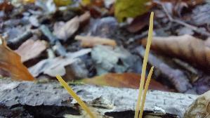 Binsenkeule_Typhula-filiformis_20261010_152321.jpg