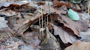 Binsenkeule_Typhula-filiformis_20261015_112149.jpg