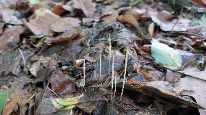 Binsenkeule_Typhula-filiformis_20261015_112214.jpg