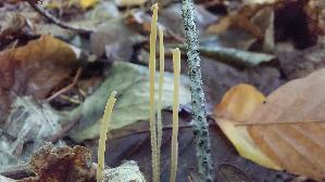 Binsenkeule_Typhula-filiformis_20261015_112324.jpg