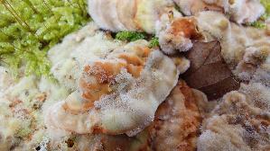 Birken---Blaettling_Lenzites-betulinus_20251003_121631.jpg