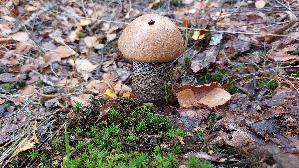 Birken---Rotkappe_Leccinum-versipelle_20261013_113623.jpg