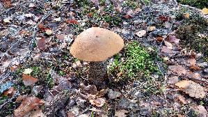 Birken---Rotkappe_Leccinum-versipelle_20261015_122416.jpg