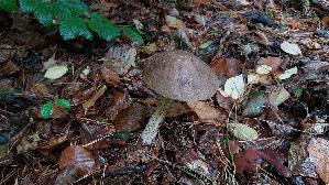 Birkenpilz_Leccinum-scabrum_20250926_114046.jpg