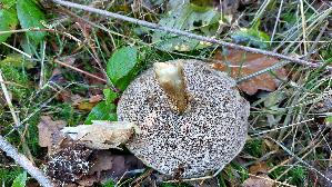 Birkenpilz_Leccinum-scabrum_20251002_122913.jpg