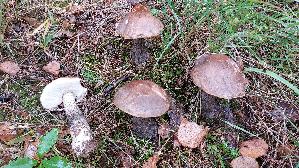 Birkenpilz_Leccinum-scabrum_20251006_133925.jpg