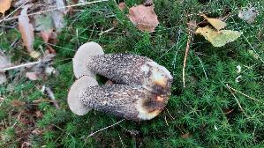 Birkenpilz_Leccinum-scabrum_20251017_162012.jpg