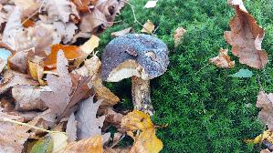 Birkenpilz_Leccinum-scabrum_20251031_105214.jpg