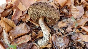 Birkenpilz_Leccinum-scabrum_20251121_122042.jpg