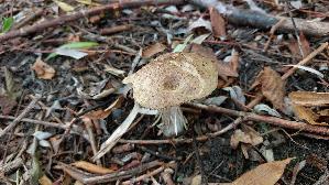 Birkenpilz_Leccinum-scabrum_20260918_101608.jpg