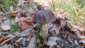 Birkenpilz_Leccinum-scabrum_20261019_152139.jpg