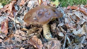 Birkenpilz_Leccinum-scabrum_20261019_152215.jpg
