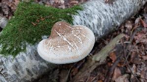 Birkenporling_Fomitopsis-betulina_20260913_100711.jpg