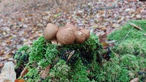 Birnen---Staeubling_Lycoperdon-pyriforme_20251016_134822.jpg