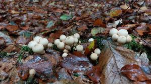 Birnen---Staeubling_Lycoperdon-pyriforme_20261013_132753.jpg
