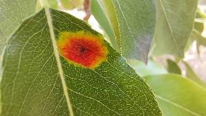 Birnengitterrost_Gymnosporangium-sabinae_20260817_161335.jpg