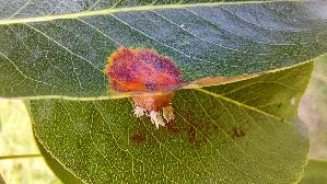 Birnengitterrost_Gymnosporangium-sabinae_20261004_111938.jpg