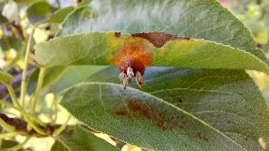 Birnengitterrost_Gymnosporangium-sabinae_20261004_112124.jpg