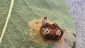 Birnengitterrost_Gymnosporangium-sabinae_20261004_112552.jpg