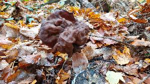 Bischofsmuetzen---Lorchel_Gyromitra-infula_20251108_141216.jpg