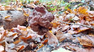 Bischofsmuetzen---Lorchel_Gyromitra-infula_20251108_141236.jpg