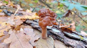 Bischofsmuetzen---Lorchel_Gyromitra-infula_20251108_141837.jpg