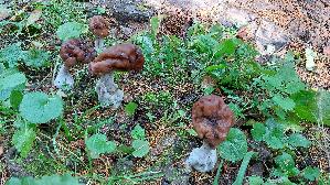 Bischofsmuetzen---Lorchel_Gyromitra-infula_20261015_145556.jpg