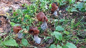 Bischofsmuetzen---Lorchel_Gyromitra-infula_20261015_145647.jpg