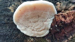 Bitterer-Saftporling_Postia-stiptica_20260918_100352.jpg