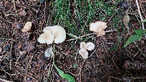 Bitterlicher-Trichterling_Clitocybe-phaeophthalma_20250907_103204.jpg