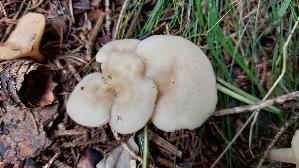 Bitterlicher-Trichterling_Clitocybe-phaeophthalma_20250907_103246.jpg