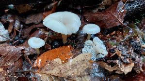 Bitterlicher-Trichterling_Clitocybe-phaeophthalma_20250925_133452.jpg