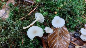 Bitterlicher-Trichterling_Clitocybe-phaeophthalma_20250925_133618.jpg