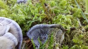 Blaeulicher-Korkstacheling_Hydnellum-caeruleum_20260916_140545.jpg