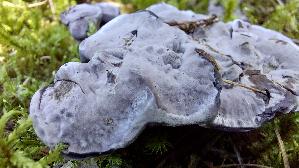 Blaeulicher-Korkstacheling_Hydnellum-caeruleum_20260916_140730.jpg