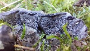 Blaeulicher-Korkstacheling_Hydnellum-caeruleum_20260916_141004.jpg