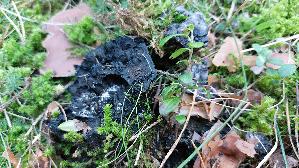 Blaeulicher-Korkstacheling_Hydnellum-caeruleum_20260916_141229.jpg