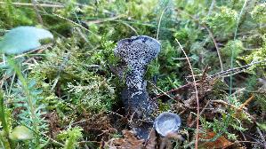 Blaeulicher-Korkstacheling_Hydnellum-caeruleum_20260916_141347.jpg
