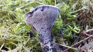 Blaeulicher-Korkstacheling_Hydnellum-caeruleum_20260916_141420.jpg