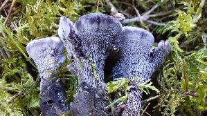 Blaeulicher-Korkstacheling_Hydnellum-caeruleum_20260916_141452.jpg