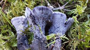 Blaeulicher-Korkstacheling_Hydnellum-caeruleum_20260916_141454.jpg