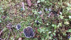 Blaeulicher-Korkstacheling_Hydnellum-caeruleum_20260919_095856.jpg