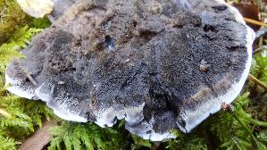 Blaeulicher-Korkstacheling_Hydnellum-caeruleum_20260919_095946.jpg